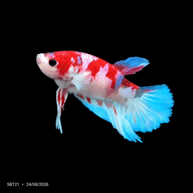5BT21 - Candy Koi Plakat Betta - Red, White & Blue - Nano Tanks Australia