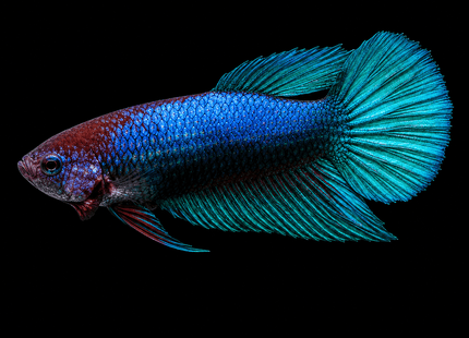 5BT21 - Halfmoon Female Betta - Nano Tanks Australia