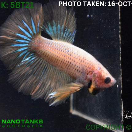 5BT21 - Yellow Butterfly Betta Male - Nano Tanks Australia Aquarium Shop