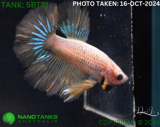 5BT21 - Yellow Butterfly Betta Male - Nano Tanks Australia Aquarium Shop