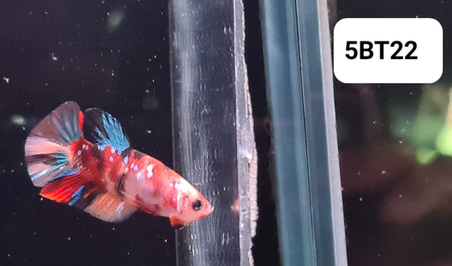 5BT22 - [ARRIVED 2 - JUL - 2025] Galaxy Koi Halfmoon Plakat Male Betta - Nano Tanks Australia