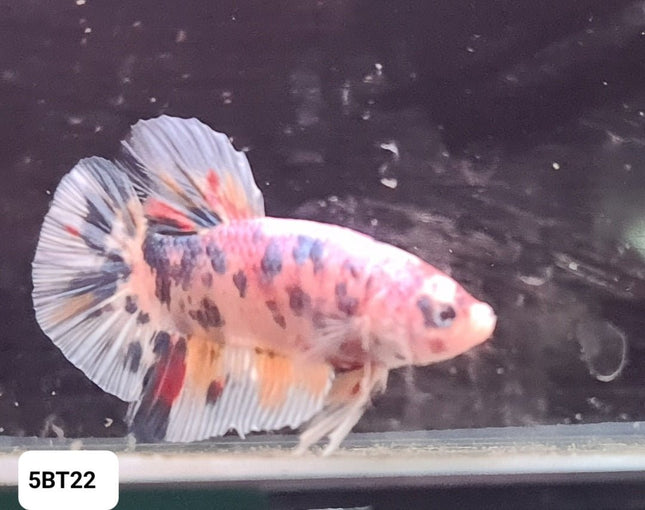 5BT22 - [ARRIVED 24 - MAY - 2025] Polkadot Giant Plakat Male Betta - Nano Tanks Australia