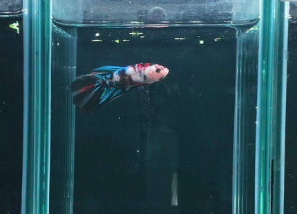 5BT22 - Galaxy Koi Veiltail Betta - Blue, Red & White - Nano Tanks Australia