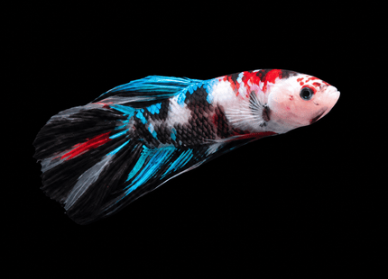 5BT22 - Galaxy Koi Veiltail Betta - Blue, Red & White - Nano Tanks Australia