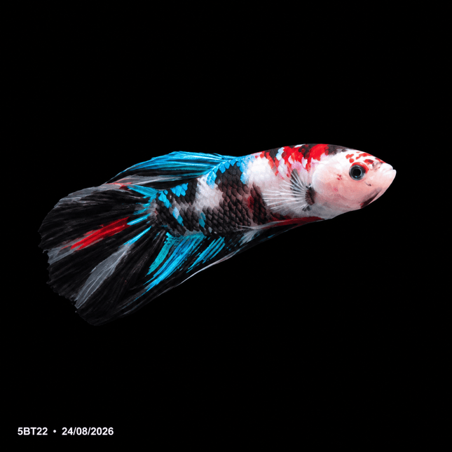 5BT22 - Galaxy Koi Veiltail Betta - Blue, Red & White - Nano Tanks Australia