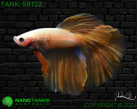 5BT22 - Yellow Halfmoon Betta Male - Nano Tanks Australia Aquarium Shop