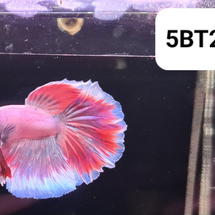 5BT23 - [ARRIVED 2 - JUL - 2025] Purple Red Halfmoon Male Betta - Nano Tanks Australia