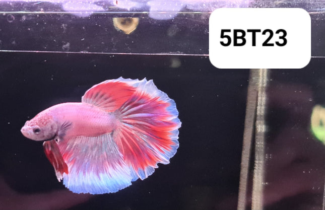 5BT23 - [ARRIVED 2 - JUL - 2025] Purple Red Halfmoon Male Betta - Nano Tanks Australia