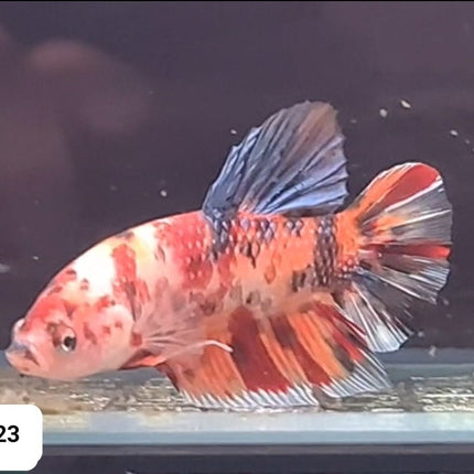 5BT23 - [ARRIVED 24 - MAY - 2025] Nemo Koi Giant Plakat Male Betta - Nano Tanks Australia