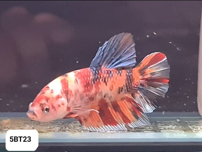 5BT23 - [ARRIVED 24 - MAY - 2025] Nemo Koi Giant Plakat Male Betta - Nano Tanks Australia