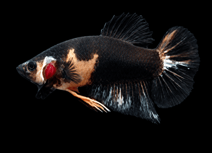 5BT23 - [ARRIVED 4-MAY-2026] Black Base Koi Halfmoon Plakat Male (2026 Pattern) - Nano Tanks Australia
