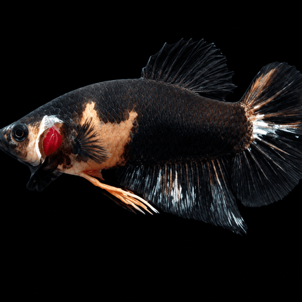 5BT23 - [ARRIVED 4-MAY-2026] Black Base Koi Halfmoon Plakat Male (2026 Pattern) - Nano Tanks Australia