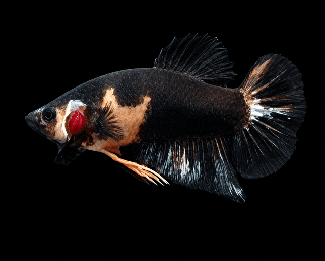 5BT23 - [ARRIVED 4-MAY-2026] Black Base Koi Halfmoon Plakat Male (2026 Pattern) - Nano Tanks Australia
