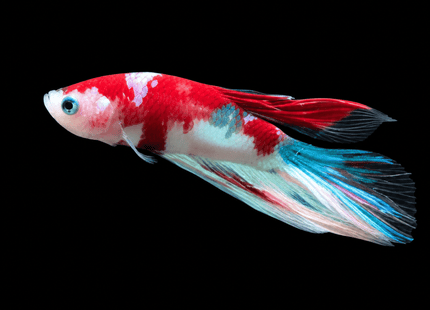 5BT23 - Red, White & Blue Koi Veiltail Betta - Nano Tanks Australia