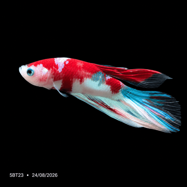 5BT23 - Red, White & Blue Koi Veiltail Betta - Nano Tanks Australia