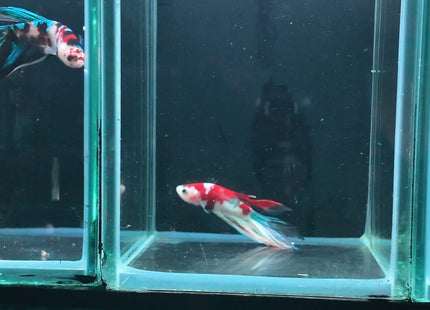 5BT23 - Red, White & Blue Koi Veiltail Betta - Nano Tanks Australia