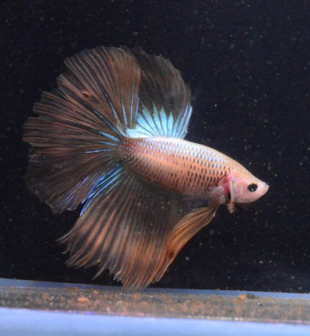 5BT23 - Yellow Halfmoon Betta Male - Nano Tanks Australia Aquarium Shop