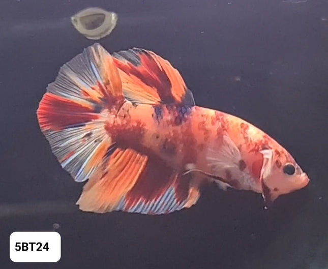 5BT24 - [ARRIVED 24 - MAY - 2025] Nemo Koi Giant Plakat Male Betta - Nano Tanks Australia