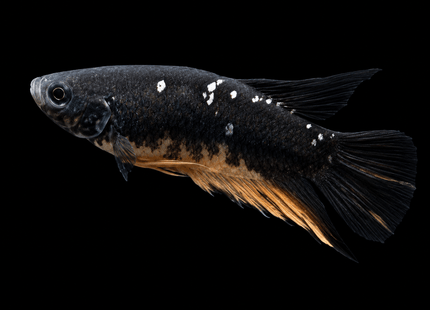 5BT24 - [ARRIVED 4-MAY-2026] Black Base Koi Halfmoon Plakat Male (2026 Pattern) - Nano Tanks Australia
