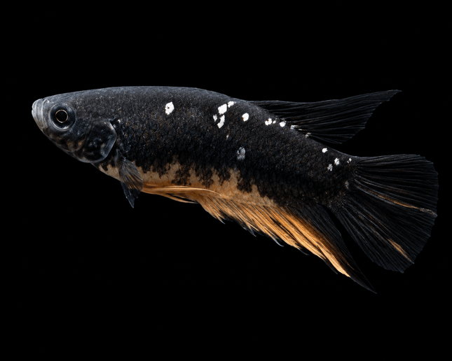 5BT24 - [ARRIVED 4-MAY-2026] Black Base Koi Halfmoon Plakat Male (2026 Pattern) - Nano Tanks Australia