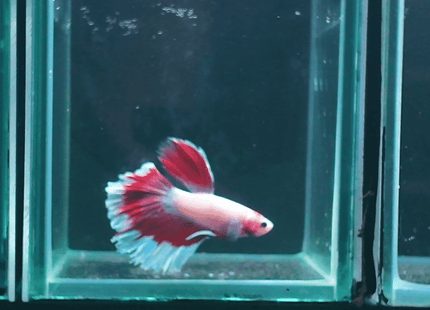 5BT24 - Red White Blue Butterfly Halfmoon Male - Nano Tanks Australia