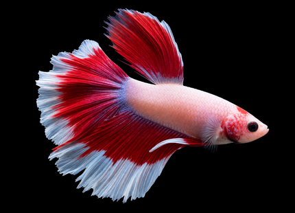 5BT24 - Red White Blue Butterfly Halfmoon Male - Nano Tanks Australia