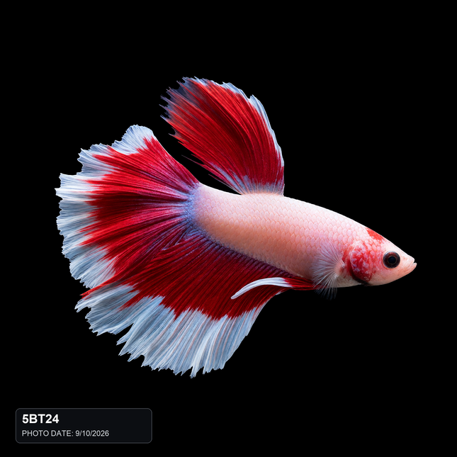 5BT24 - Red White Blue Butterfly Halfmoon Male - Nano Tanks Australia