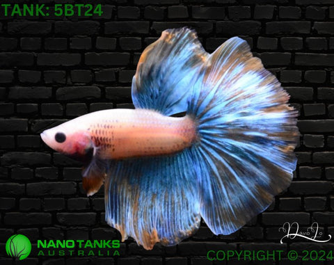 5BT24 - Yellow Fancy Halfmoon Betta Male - Nano Tanks Australia Aquarium Shop