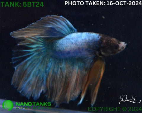 5BT24 - Yellow Fancy Halfmoon Betta Male - Nano Tanks Australia Aquarium Shop