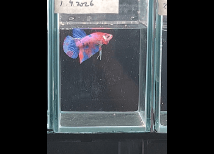 5BT24 - Yellow Tiger Koi Plakat Betta - Nano Tanks Australia