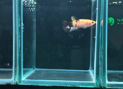 5BT24 - Yellow Tiger Koi Plakat Betta - Nano Tanks Australia
