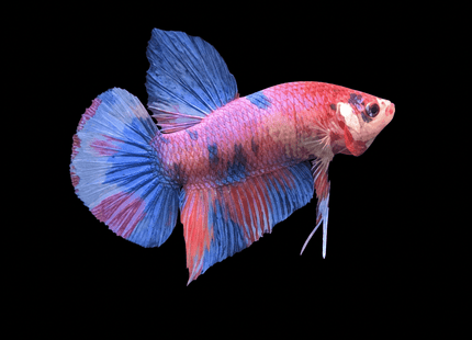 5BT24 - Yellow Tiger Koi Plakat Betta - Nano Tanks Australia