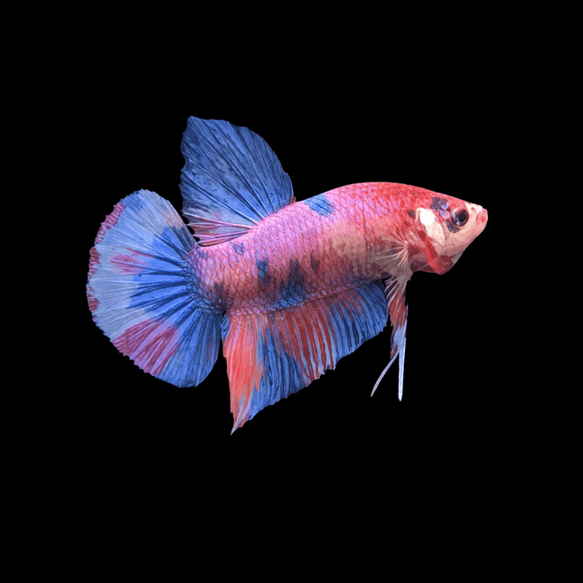 5BT24 - Yellow Tiger Koi Plakat Betta - Nano Tanks Australia