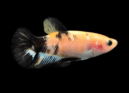 5BT24 - Yellow Tiger Koi Plakat Betta - Nano Tanks Australia