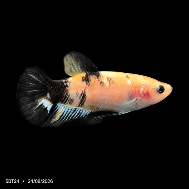 5BT24 - Yellow Tiger Koi Plakat Betta - Nano Tanks Australia