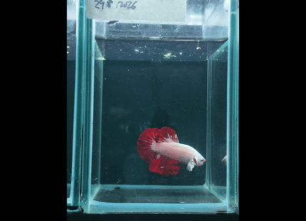 5BT25 - Nano Tanks Australia