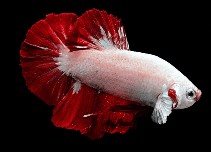 5BT25 - Nano Tanks Australia