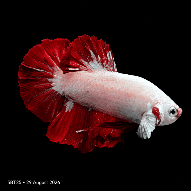 5BT25 - Nano Tanks Australia
