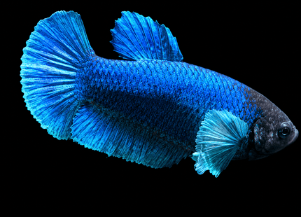 5BT25 - [ARRIVED 19-MAR-2026] Halfmoon Elephant Plakat Female Betta - Nano Tanks Australia
