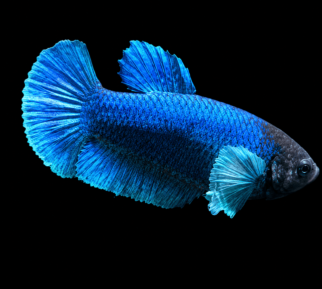 5BT25 - [ARRIVED 19-MAR-2026] Halfmoon Elephant Plakat Female Betta - Nano Tanks Australia