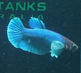 5BT25 - [ARRIVED 19 - MAR - 2026] Halfmoon Elephant Plakat Female Betta - Nano Tanks Australia