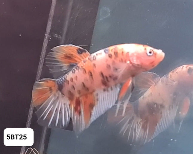 5BT25 - [ARRIVED 24 - MAY - 2025] Nemo Koi Giant Plakat Male Betta - Nano Tanks Australia
