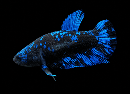 5BT25 - Blue Avatar Plakat Betta - Nano Tanks Australia