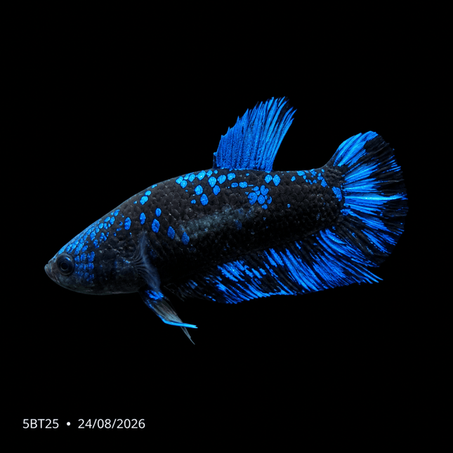 5BT25 - Blue Avatar Plakat Betta - Nano Tanks Australia