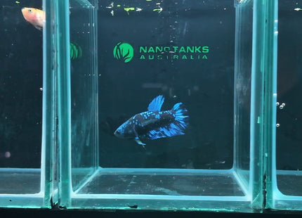 5BT25 - Blue Avatar Plakat Betta - Nano Tanks Australia