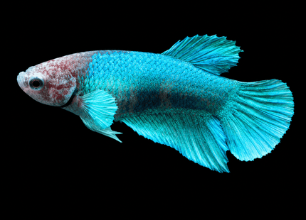 5BT25 - Halfmoon Elephant Plakat Female Betta - Nano Tanks Australia