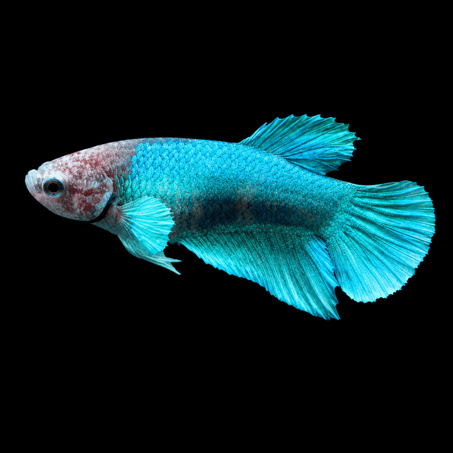 5BT25 - Halfmoon Elephant Plakat Female Betta - Nano Tanks Australia