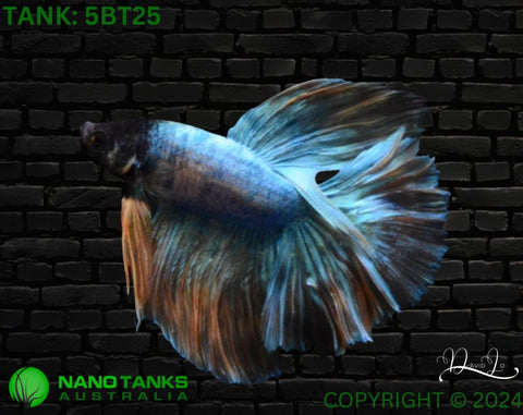 5BT25 - Yellow Fancy Halfmoon Betta Male - Nano Tanks Australia Aquarium Shop