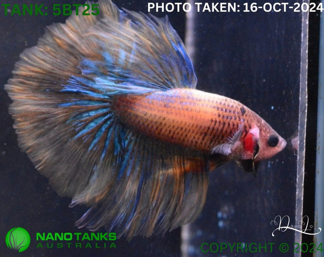 5BT25 - Yellow Fancy Halfmoon Betta Male - Nano Tanks Australia Aquarium Shop