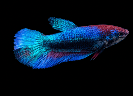 5BT26 - [ARRIVED 1-JUL-2026] Halfmoon Female Betta - Nano Tanks Australia